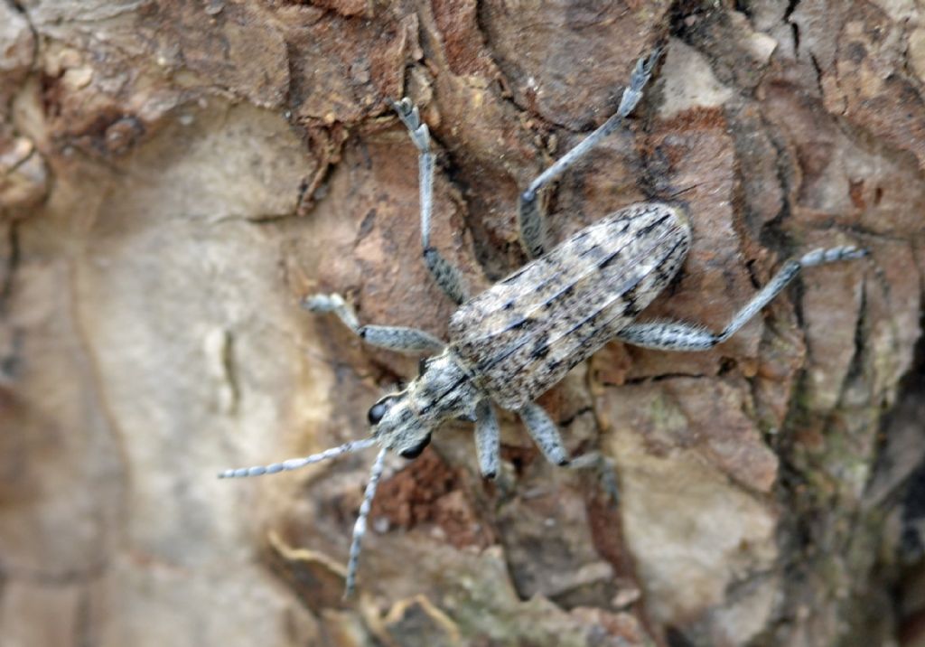 Rhagium inquisitor e Asemum striatum